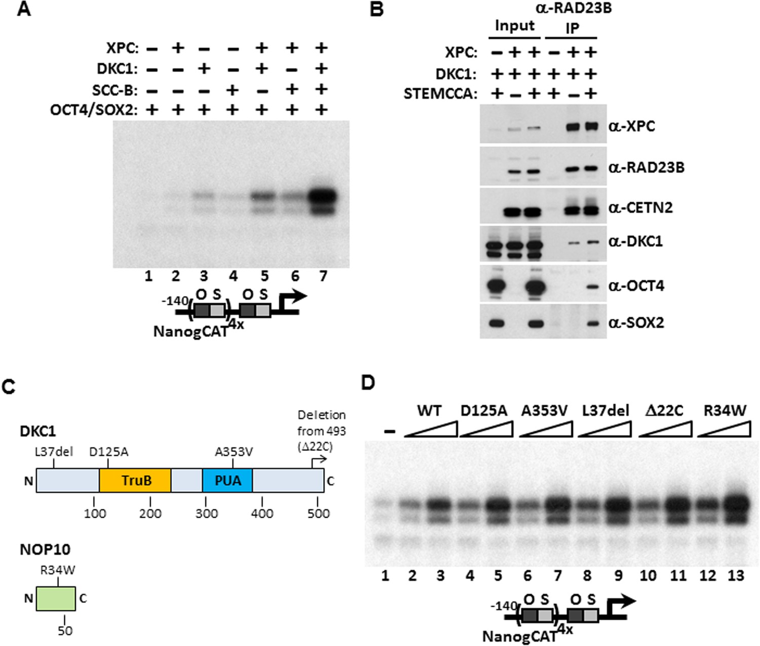 The dyskerin ribonucleoprotein complex as an OCT4/SOX2 The dyskerin ribonucleoprotein complex as an OCT4/SOX2