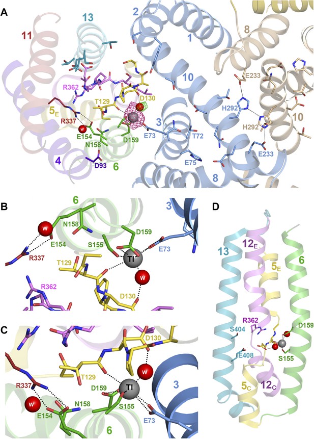 Figures and data in Structure and substrate ion binding in the sodium ...