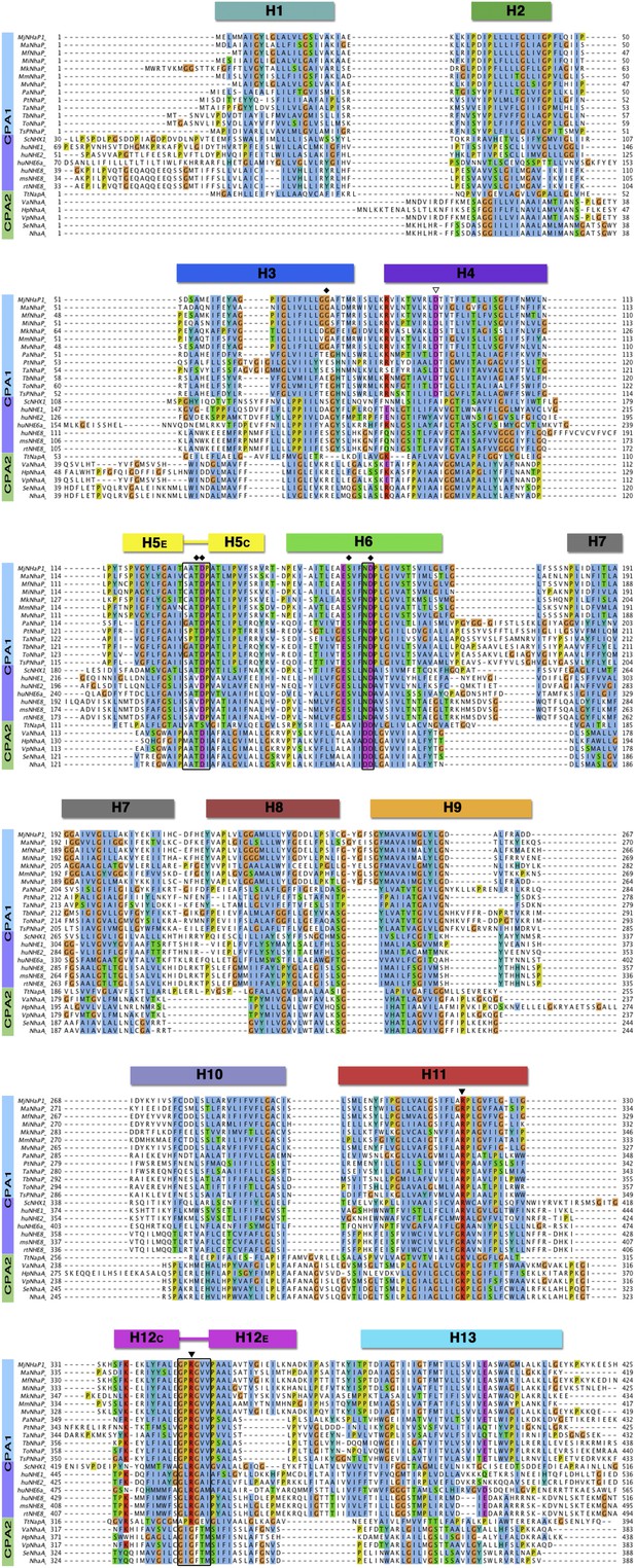 Figures and data in Structure and transport mechanism of the sodium ...