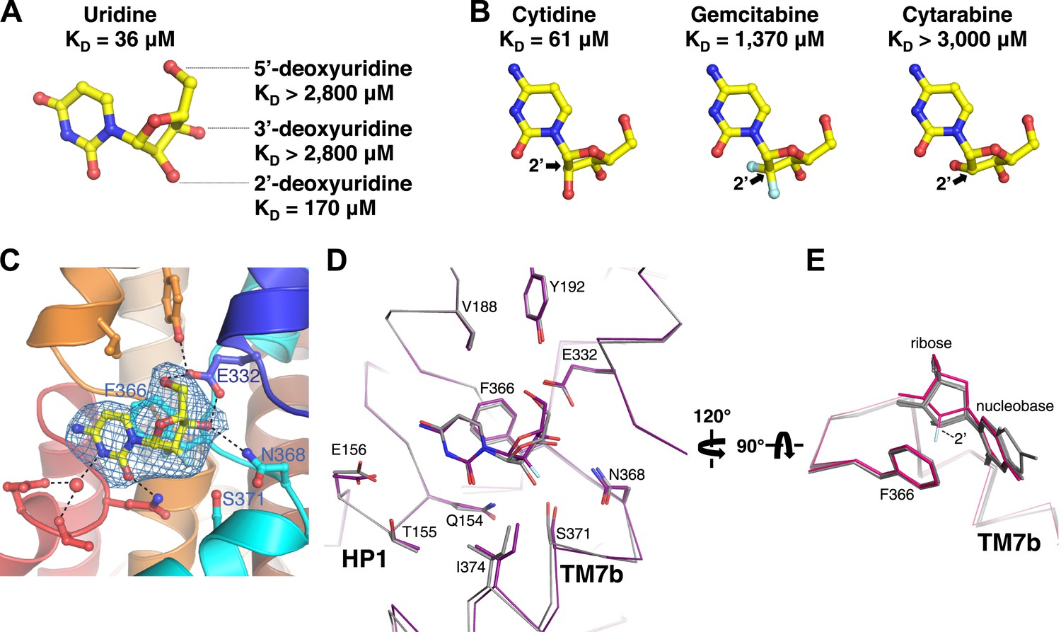 Structural basis of nucleoside and nucleoside drug