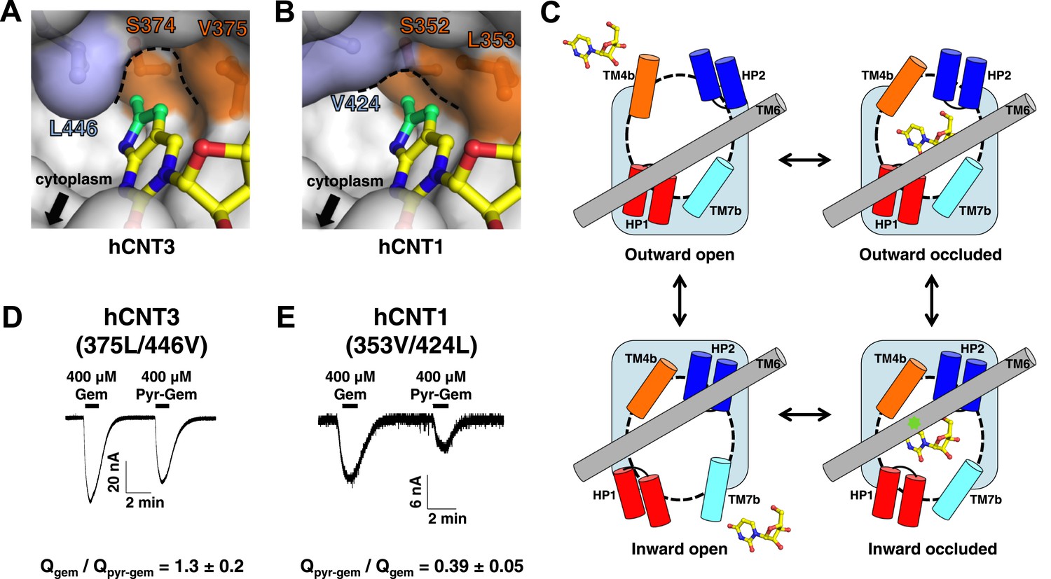 Structural basis of nucleoside and nucleoside drug