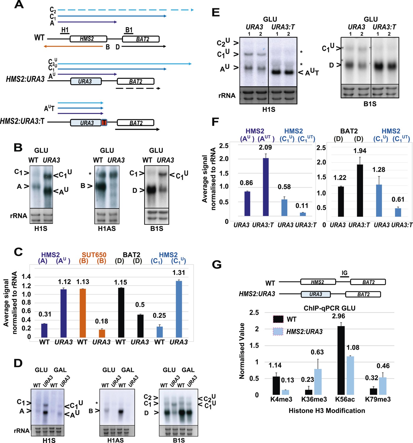 Transcription mediated insulation and interference direct