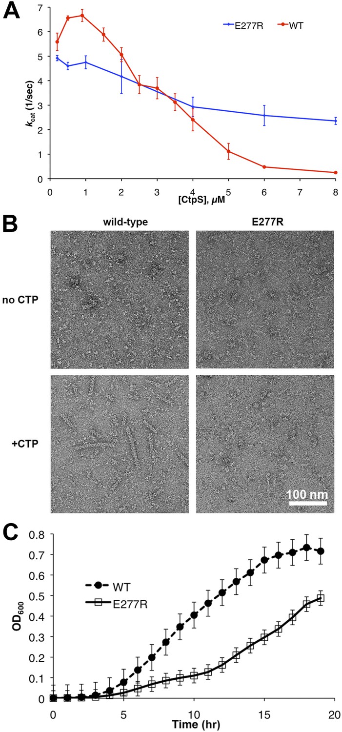 Figures And Data In Large Scale Filament Formation Inhibits The