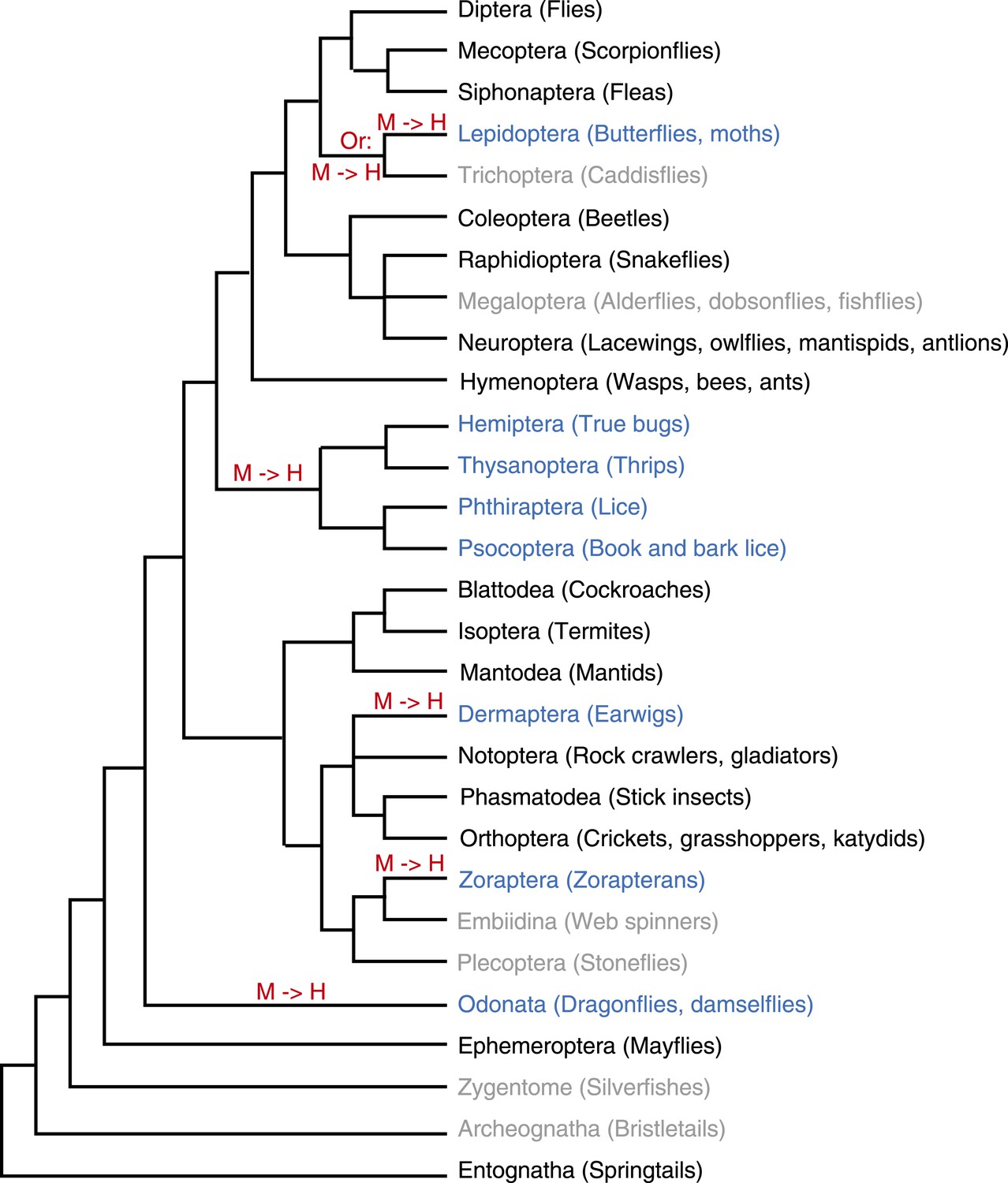 Figures and data in Recurrent loss of CenH3 is associated with ...