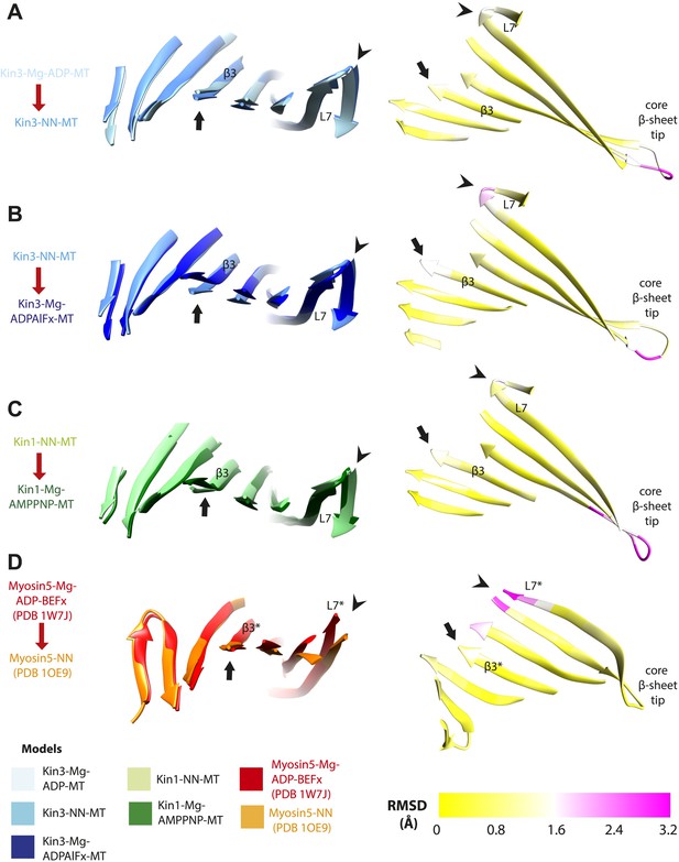 Figures and data in Conserved mechanisms of microtubule-stimulated ADP ...