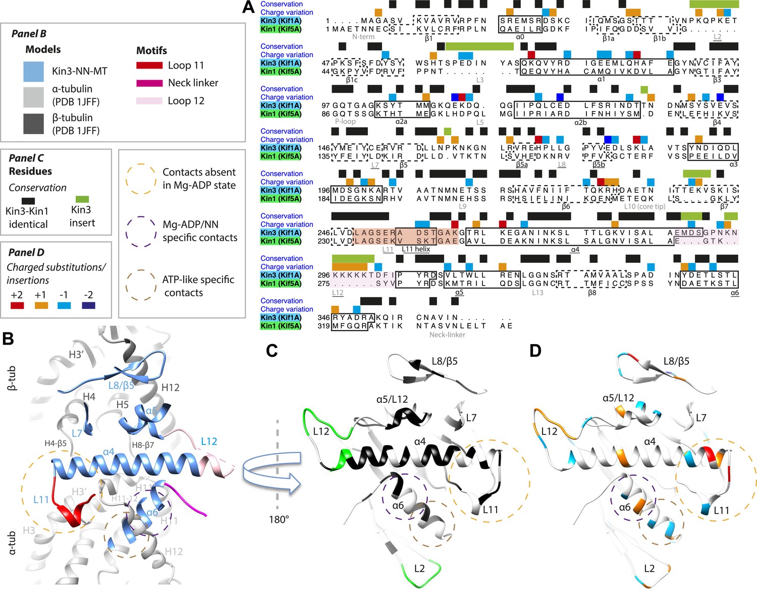 Conserved mechanisms of microtubule-stimulated ADP release, ATP binding ...