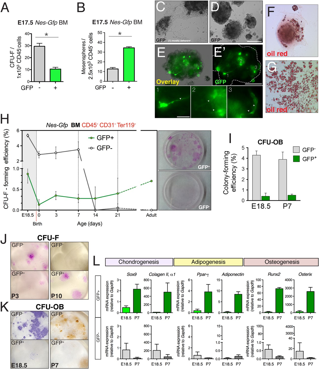The Neural Crest Is A Source Of Mesenchymal Stem Cells With Specialized the-neural-crest-is-a-source-of-mesenchymal-stem-cells-with-specialized