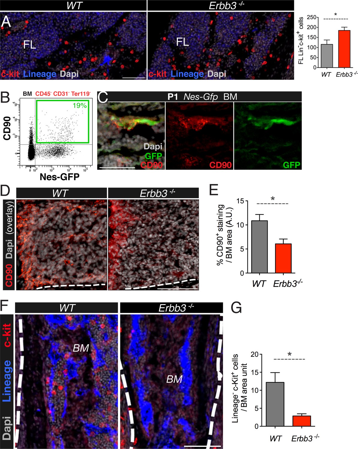 figures-and-data-in-the-neural-crest-is-a-source-of-mesenchymal-stem