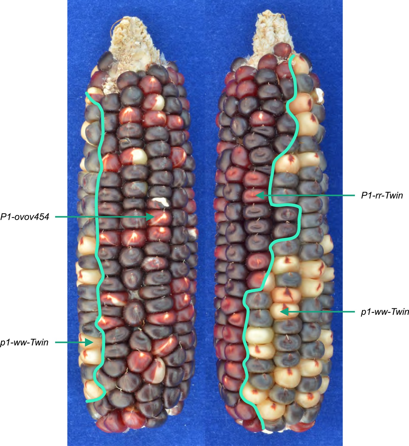 Transposition-mediated DNA re-replication in maize | eLife