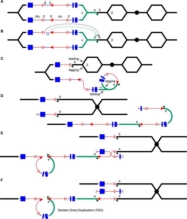 Figures and data in Transposition-mediated DNA re-replication in maize ...