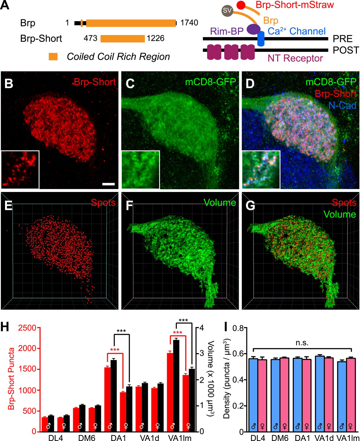 Figures and data in Synaptic organization of the Drosophila antennal.