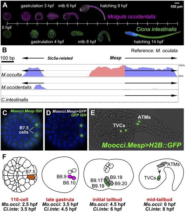 Figures And Data In Divergent Mechanisms Regulate Conserved