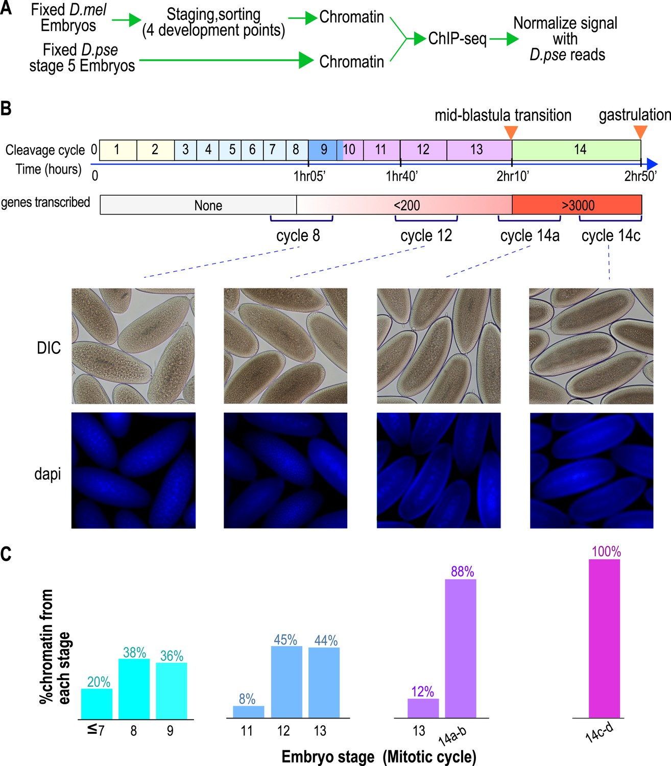 Establishment Of Regions Of Genomic Activity During The Drosophila