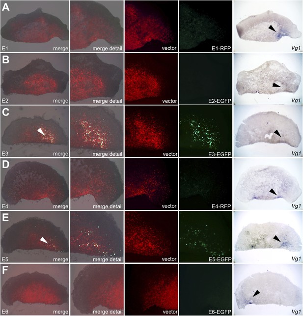 Figures and data in The transcription factor Pitx2 positions the ...