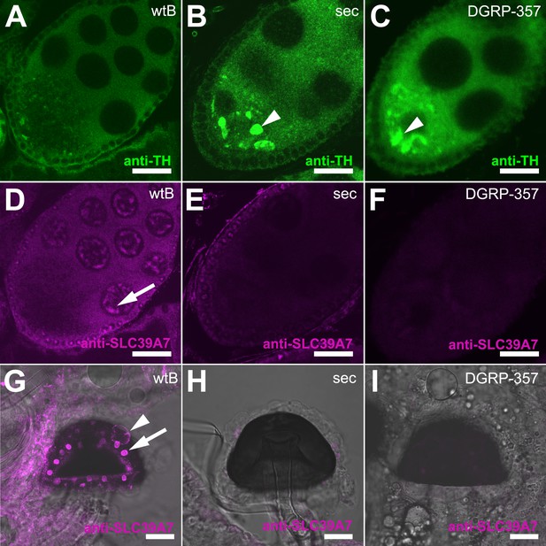 Figures And Data In Dopamine Drives Drosophila Sechellia Adaptation To 