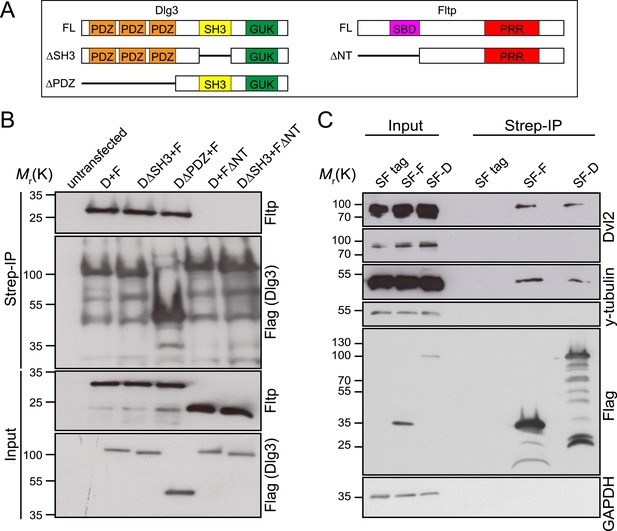 Figures and data in Flattop regulates basal body docking and ...