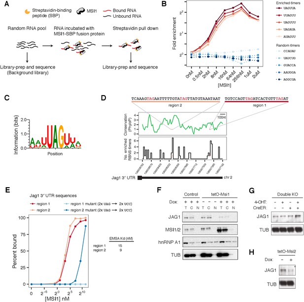 Musashi proteins are post-transcriptional regulators of the epithelial ...