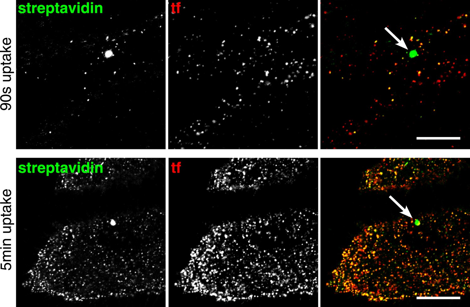 Figures and data in Clathrin-independent pathways do not contribute ...