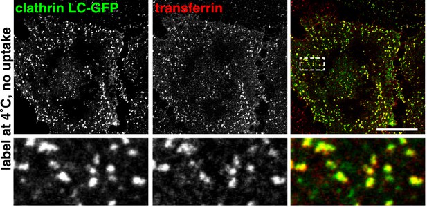 Figures and data in Clathrin-independent pathways do not contribute ...