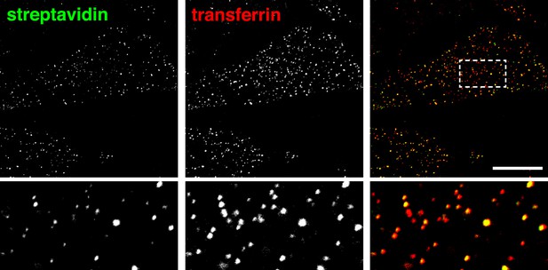 Figures and data in Clathrin-independent pathways do not contribute ...