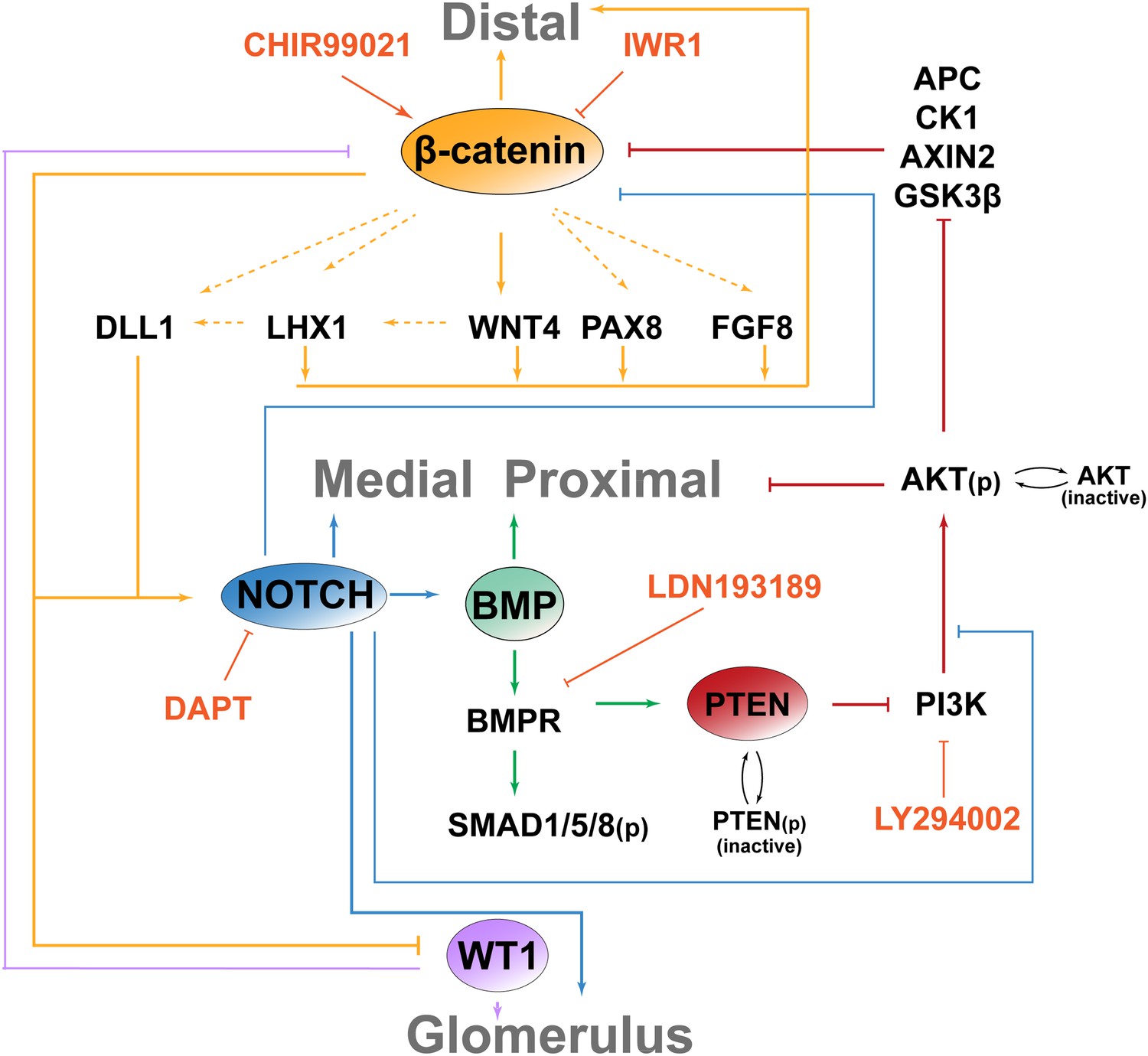 Integrated β-catenin, BMP, PTEN, And Notch Signalling Patterns The ...