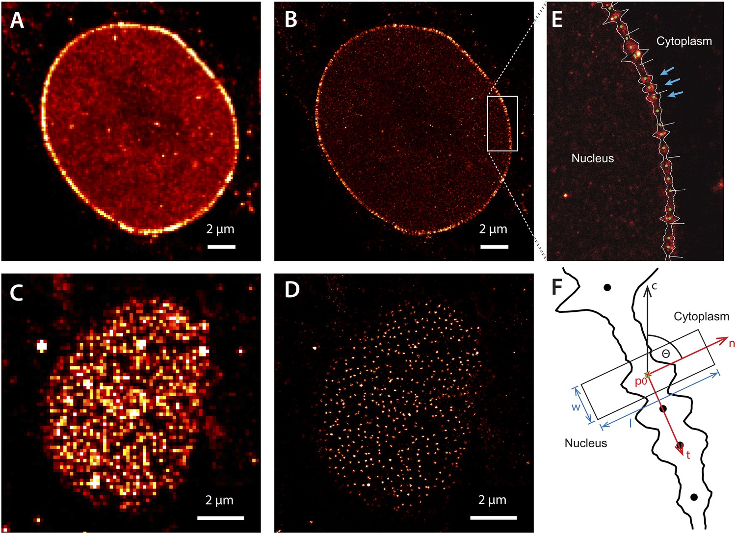 Figures And Data In Importin Modulates The Permeability Of The