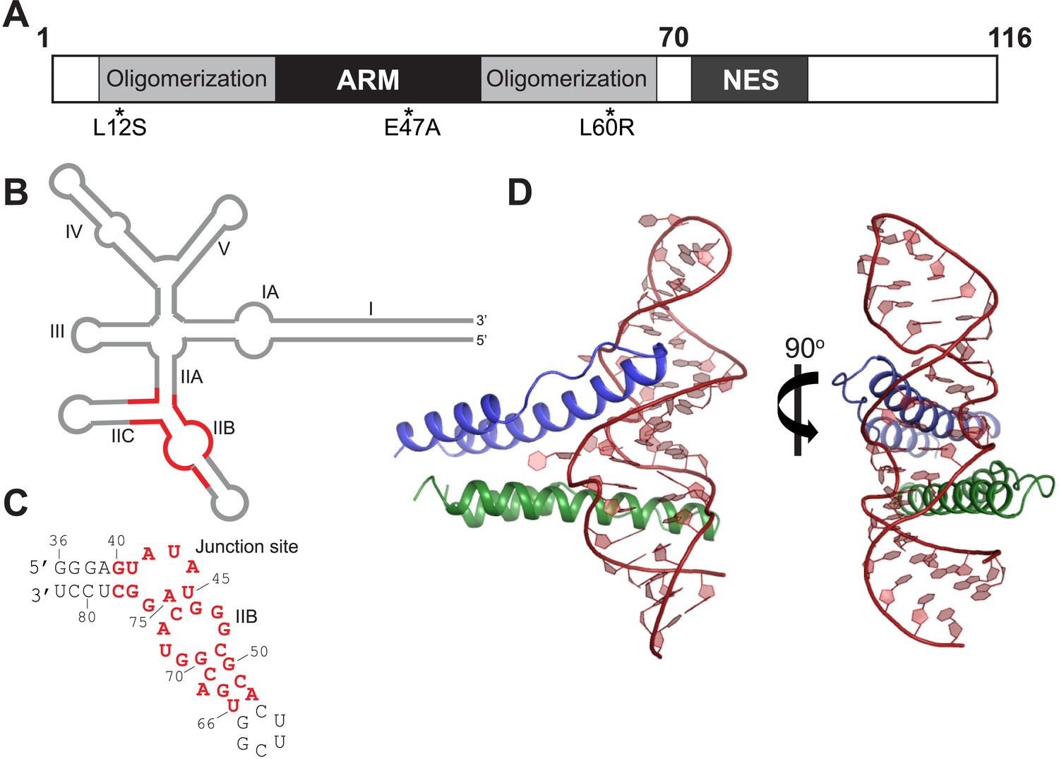 Figures and data in RNA-directed remodeling of the HIV-1 protein Rev ...