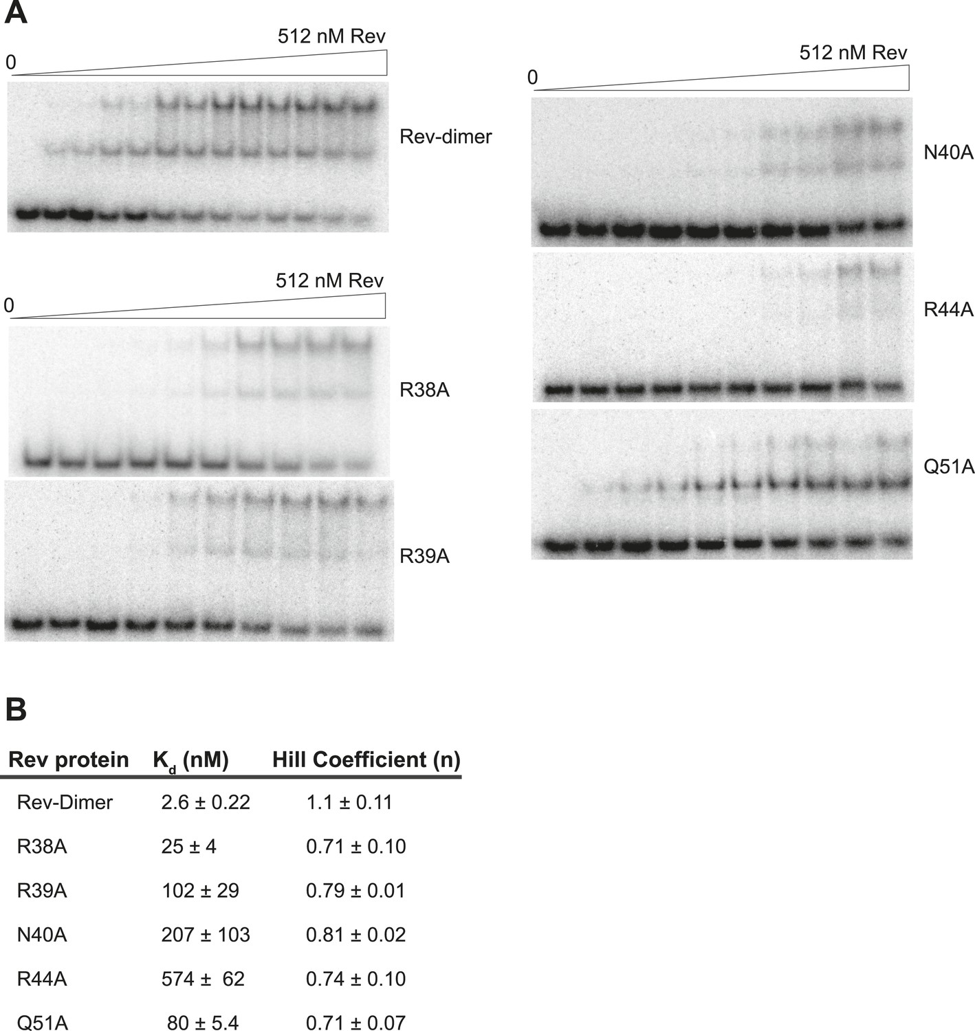 Figures And Data In RNA-directed Remodeling Of The HIV-1 Protein Rev ...