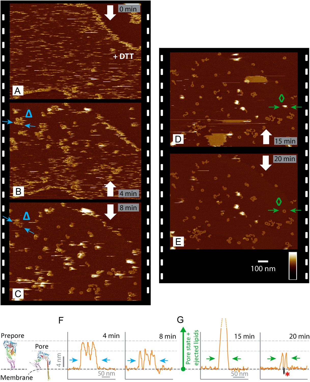 Stepwise Visualization Of Membrane Pore Formation By Suilysin A