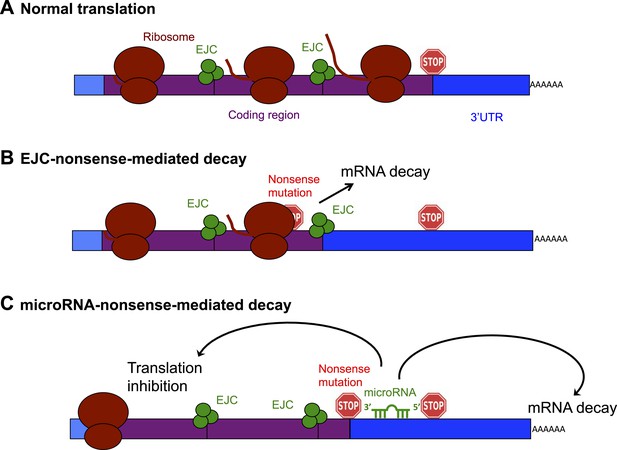 Mutations Stop That Nonsense ELife