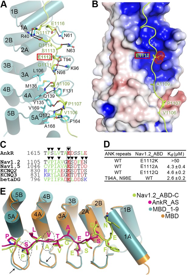 Figures and data in Structural basis of diverse membrane target ...