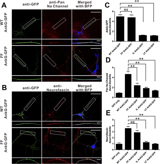 Structural Basis Of Diverse Membrane Target Recognitions By Ankyrins ...