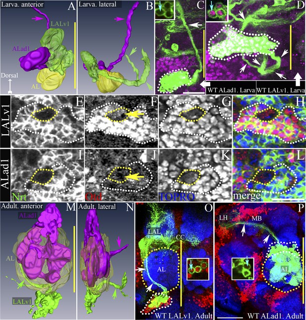 Figures And Data In Genetic Transformation Of Structural And Functional ...