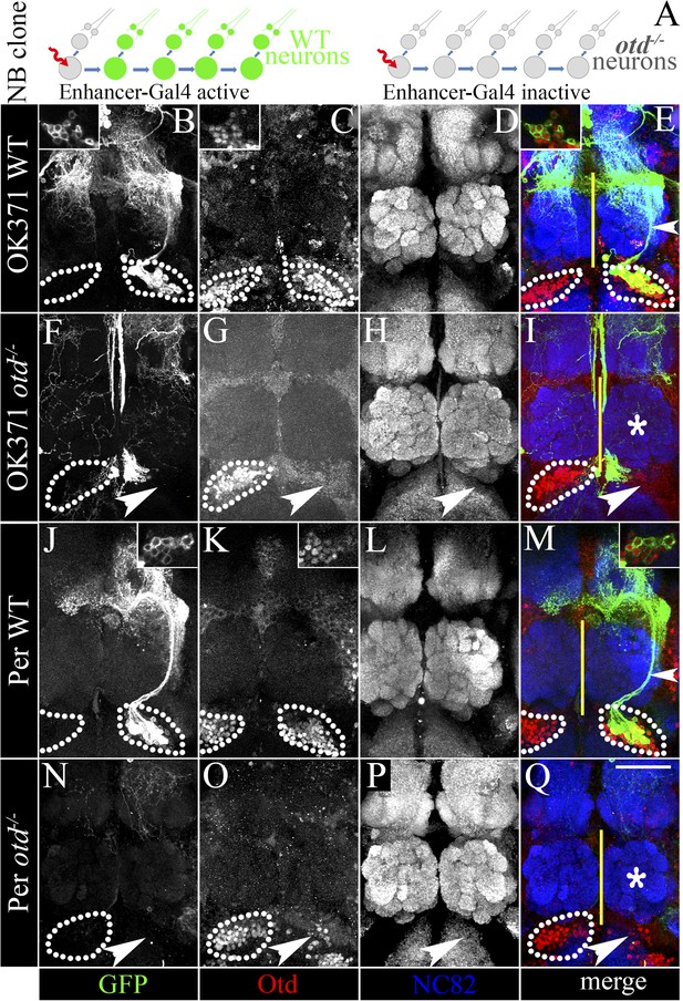 Genetic Transformation Of Structural And Functional Circuitry Rewires ...