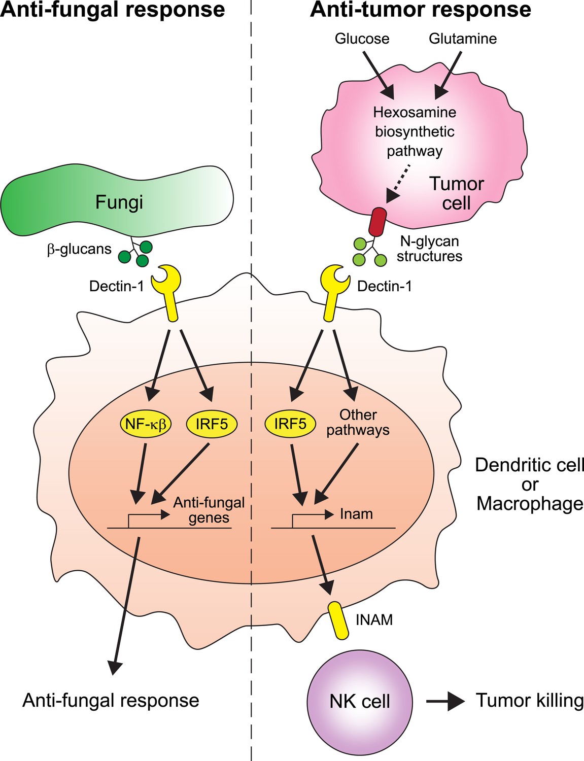 Cancer: How The Immune System Spots Tumors | ELife