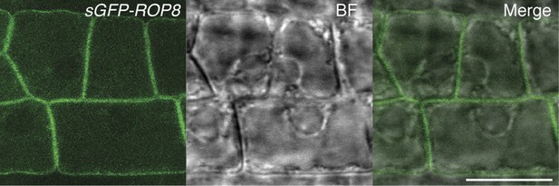 Figures and data in Dynamic F-actin movement is essential for ...