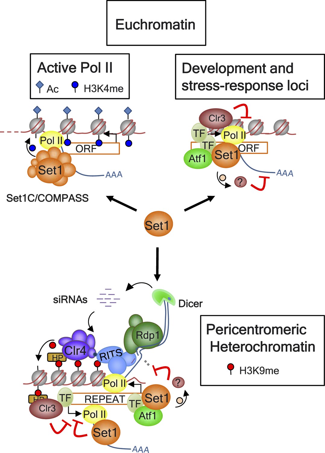 Heterochromatin assembly and transcriptome repression by Set1 in ...