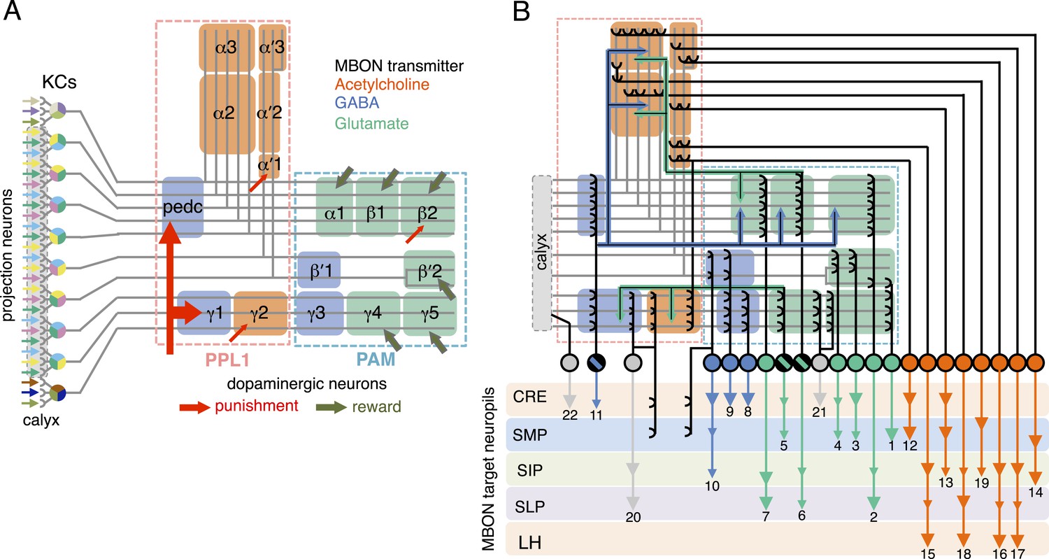 Mushroom body output neurons encode valence and guide memory-based 