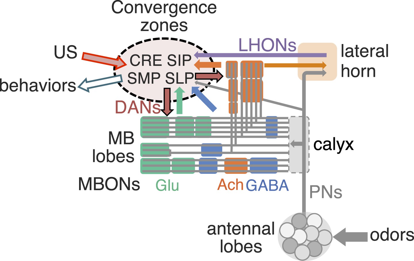 Mushroom body output neurons encode valence and guide memory