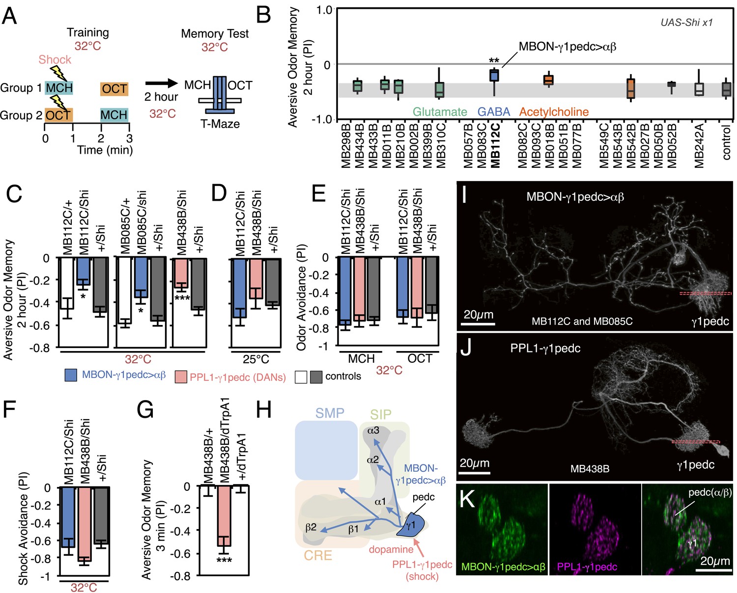 Mushroom body output neurons encode valence and guide memory Mushroom body output neurons encode valence and guide memory