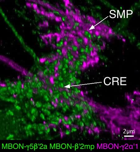 Mushroom body output neurons encode valence and guide memory Mushroom body output neurons encode valence and guide memory