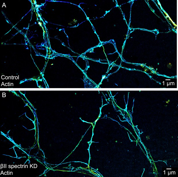 Figures And Data In Developmental Mechanism Of The Periodic Membrane ...