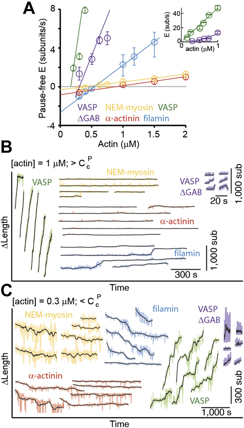 Figures And Data In Side Binding Proteins Modulate Actin Filament Dynamics Elife