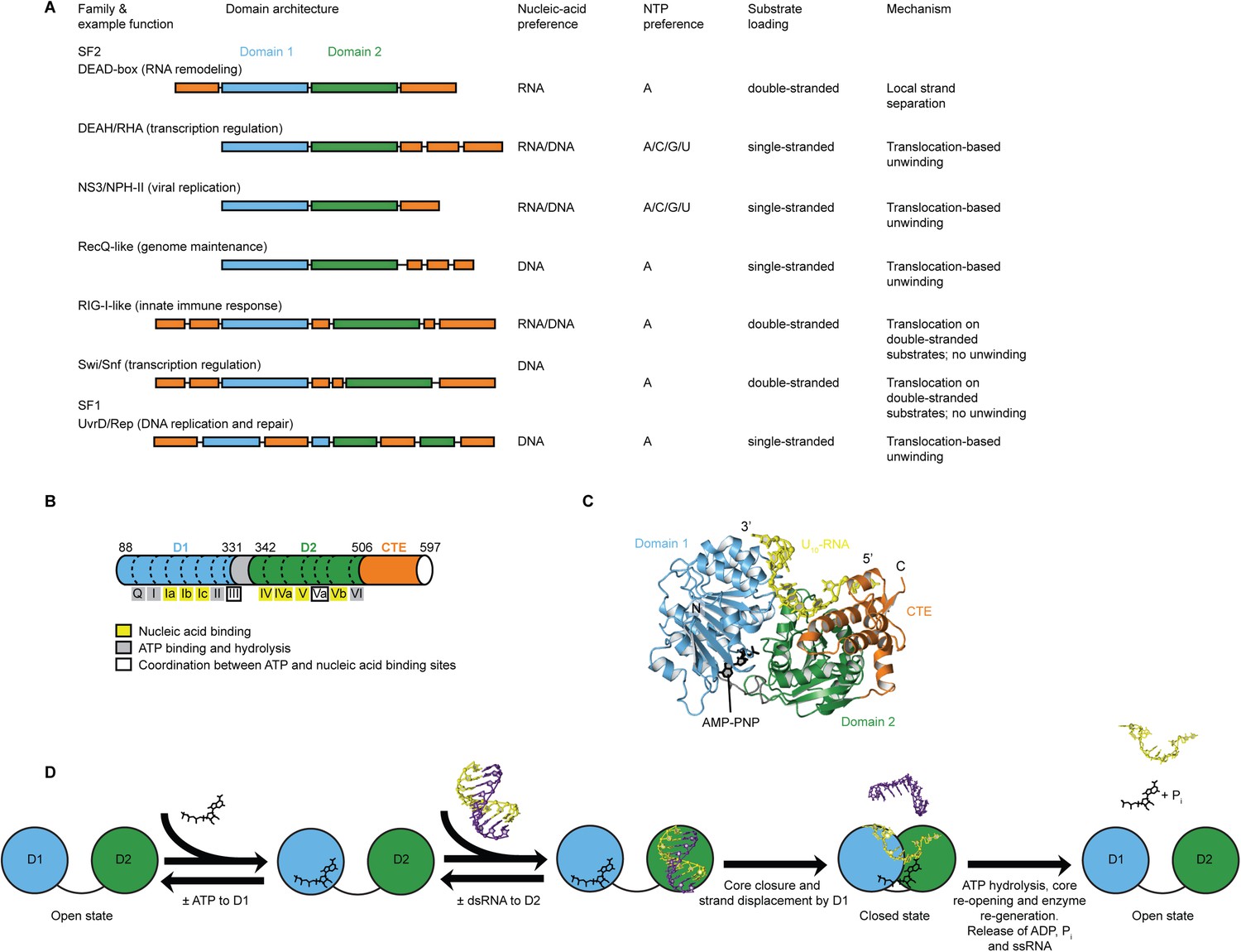 Molecular Insights Into Rna And Dna Helicase Evolution From The 