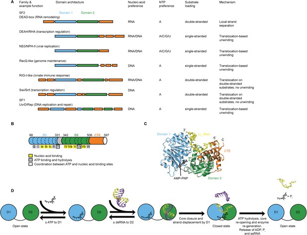 Molecular Insights Into RNA And DNA Helicase Evolution From The ...