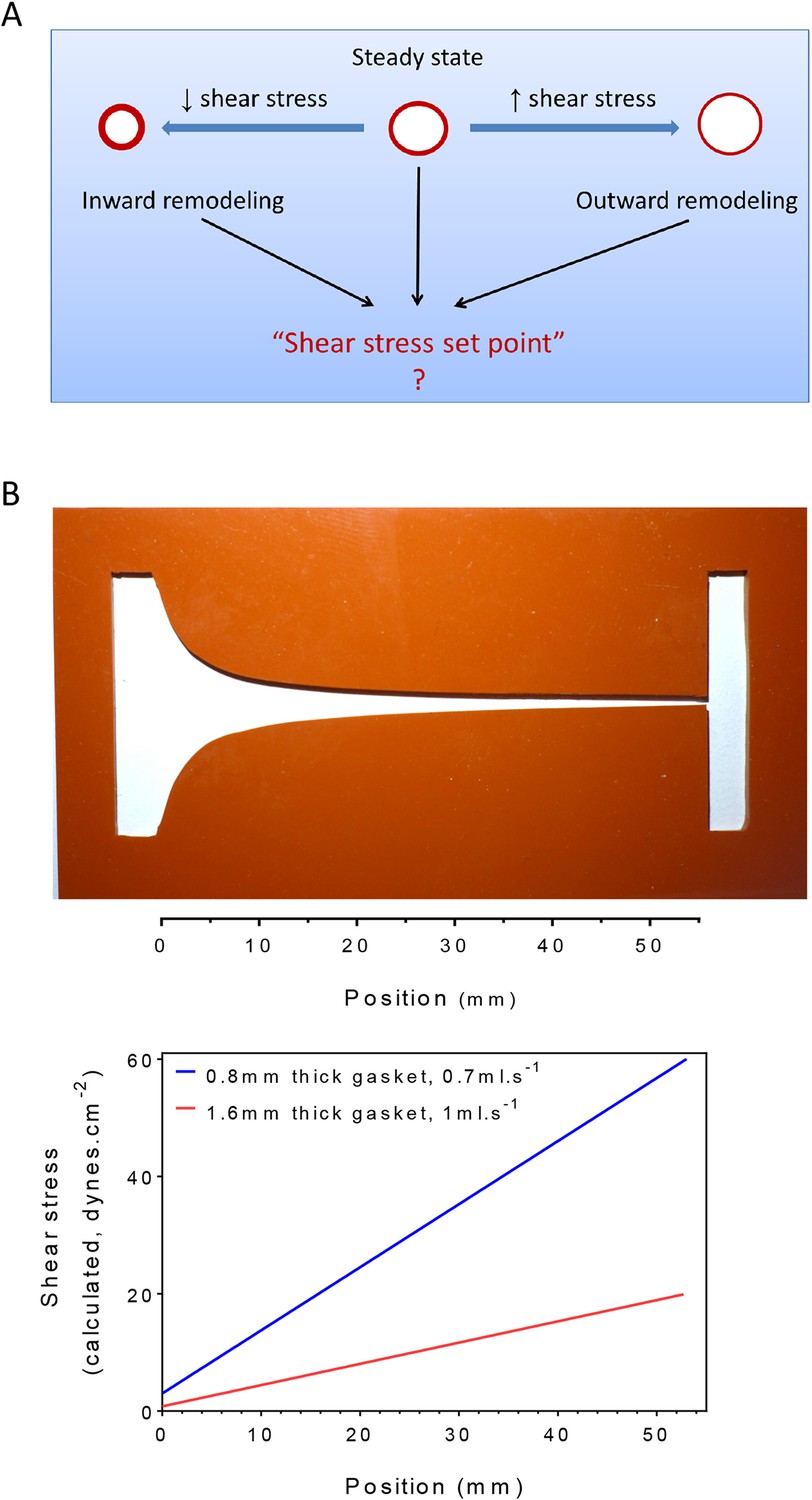 Vascular Remodeling Is Governed By A VEGFR3 Dependent Fluid Shear