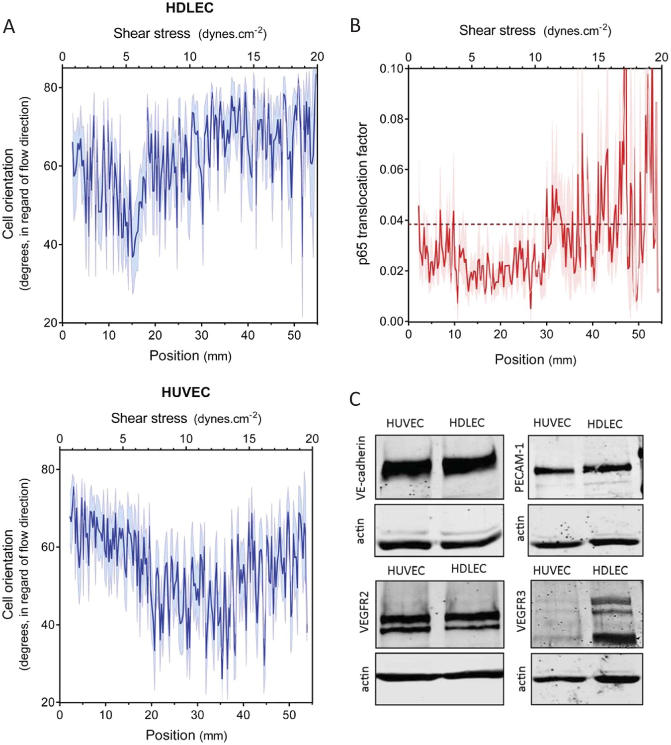 Figures And Data In Vascular Remodeling Is Governed By A Vegfr