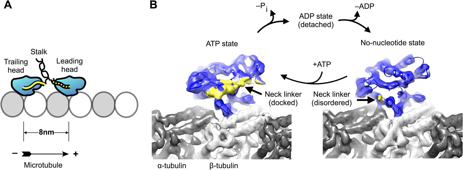 High-resolution Structures Of Kinesin On Microtubules Provide A Basis ...