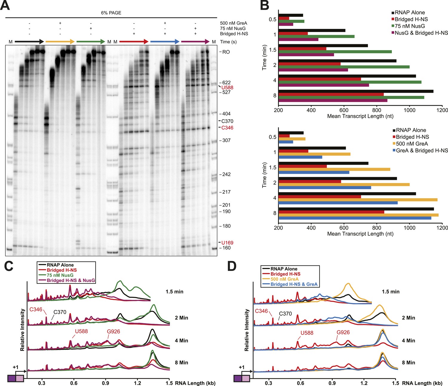 Figures and data in Bridged filaments of histone-like nucleoid ...