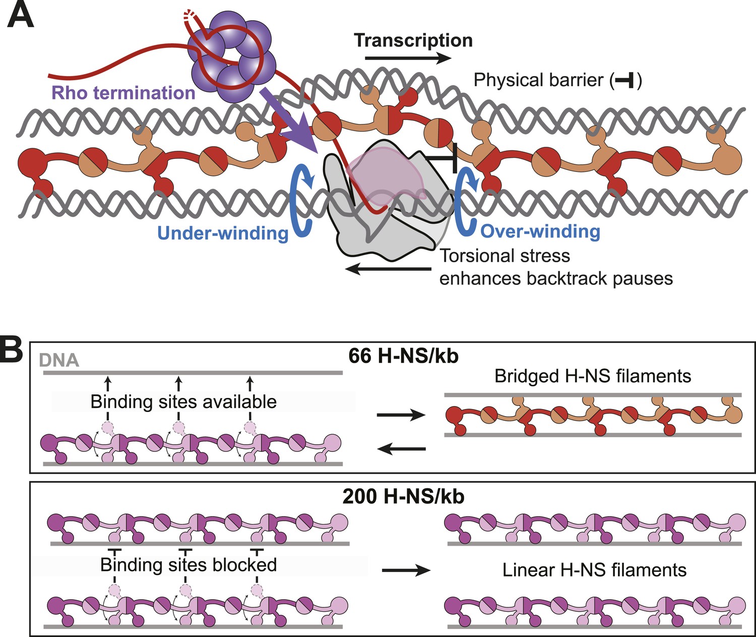 Nucleotide And Protein Sequences Determined For The Histone H2a X